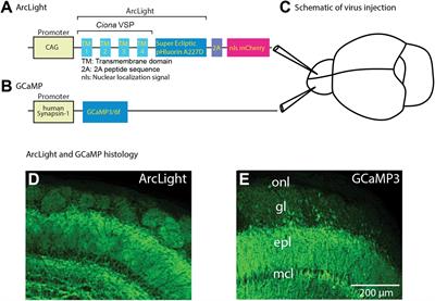 Using Genetically Encoded Voltage Indicators (GEVIs) to Study the Input-Output Transformation of the Mammalian Olfactory Bulb